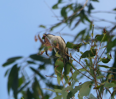 Melithreptus albogularis