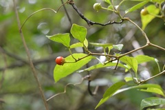 Lycianthes sideroxyloides