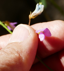 Desmodium grahamii