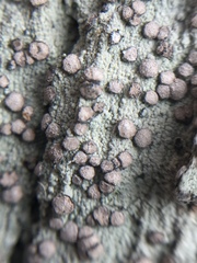 Lecanactis subfarinosa