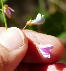 Desmodium grahamii