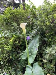 Zantedeschia
