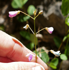 Desmodium grahamii