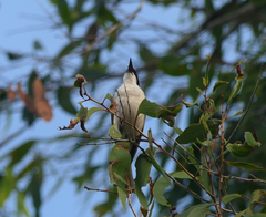 Melithreptus albogularis