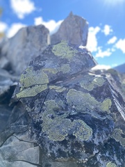 Rhizocarpon