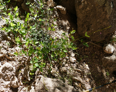 Desmodium grahamii