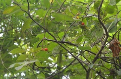 Lycianthes sideroxyloides