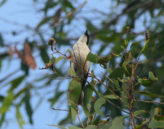 Melithreptus albogularis