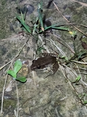 Lithobates clamitans
