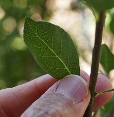 Forestiera pubescens pubescens