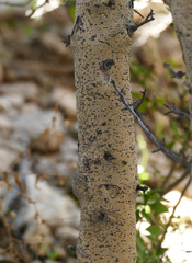 Forestiera pubescens pubescens