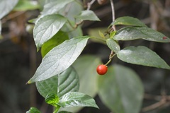 Lycianthes sideroxyloides