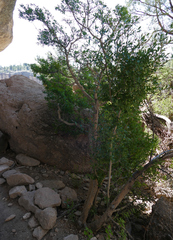 Forestiera pubescens pubescens