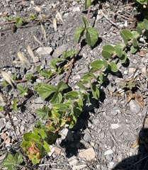Arctostaphylos crustacea