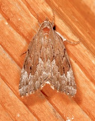 Cutina albopunctella