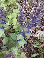 Ajuga genevensis