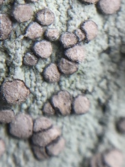 Lecanactis subfarinosa