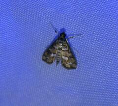 Hileithia magualis