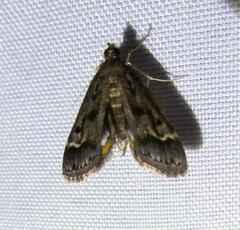 Parapoynx obscuralis