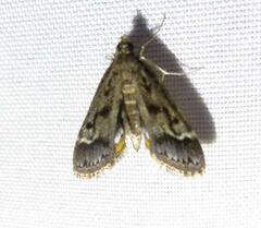 Parapoynx obscuralis