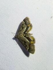 Parapoynx obscuralis