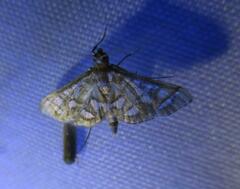 Pseudopyrausta marginalis