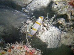 Amblyeleotris randalli