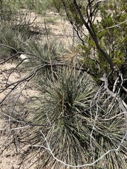 Yucca campestris