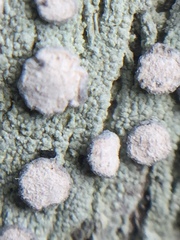 Lecanactis subfarinosa