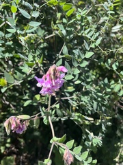 Lathyrus vestitus