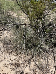 Yucca campestris