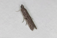 Phycitodes reliquellum