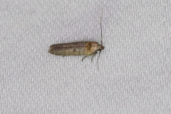 Obithome punctiferella