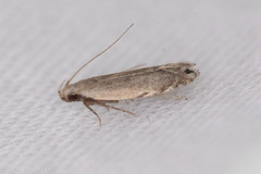 Battaristis nigratomella