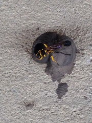 Sceliphron fistularium