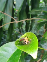 Olios