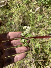 Mitreola