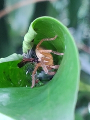Olios