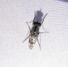 Ozodiceromyia