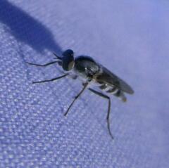 Ozodiceromyia