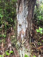 Lecanactis subfarinosa