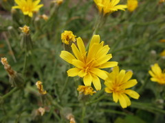 Crepis