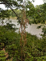 Borodinia canadensis