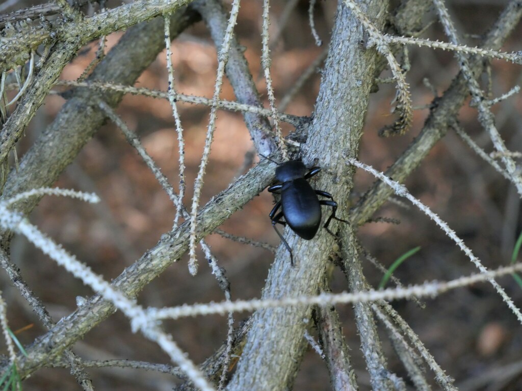 California Broadnecked Darkling Beetle from Fraser Valley, BC, Canada