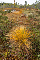 Trichophorum cespitosum