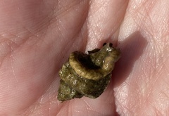Vermetoidea