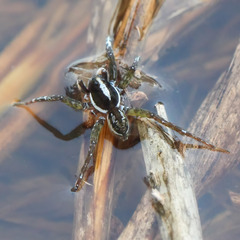 Diapontia