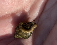 Vermetoidea