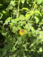 Helenium puberulum