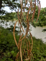 Borodinia canadensis